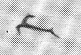 14c_maiotthon-1933_79.jpg